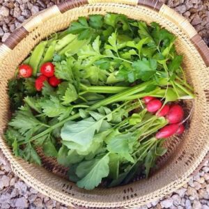 Permaculture Basics for the Homestead Image